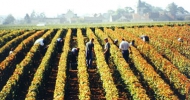 1_vignes